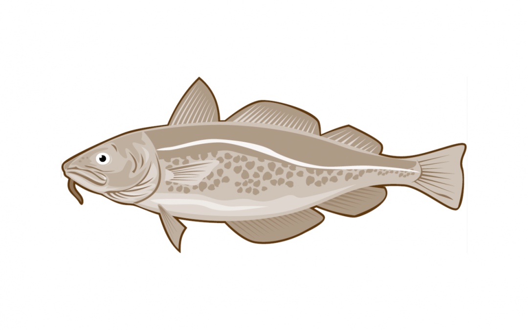 Should Iceland, Russia, Norway and the Faroe Islands start collaborating on branding and marketing the North Atlantic Cod?